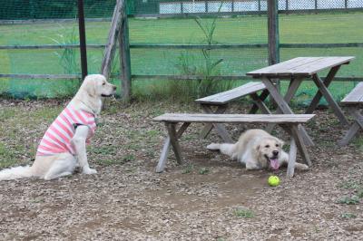 IMG_1228_convert_20120812203758.jpg