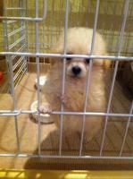 fc2blog_201410262017417c4.jpg