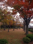 kouyou 001