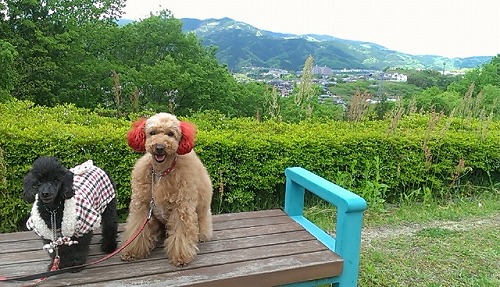 IMAG0474.jpg