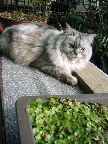 Antique Thai Cats