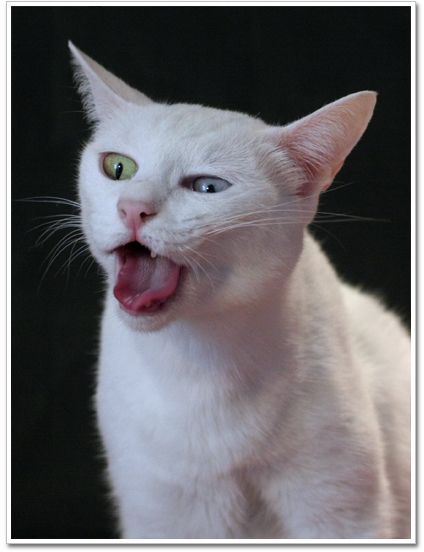 Antique Thai Cats