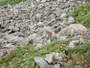 CIMG1911_convert_20120503203144.jpg