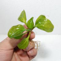 サターン・イビラ1