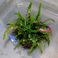 侘び草ハイグロ・ピナティ1