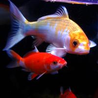 錦鯉1
