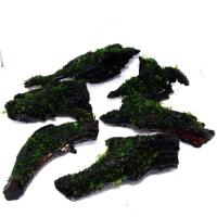 国産南米ウイロー1