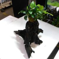 ANナナ上物1