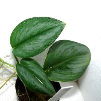 植物3