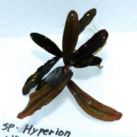 ブセ・Hyperion
