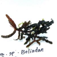 ブセ・Belindae