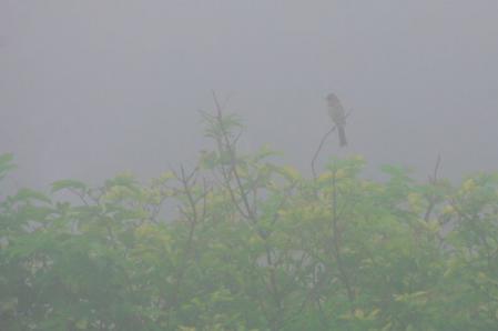 IMGP8711.jpg
