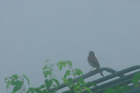 IMGP8713_20120726234131.jpg