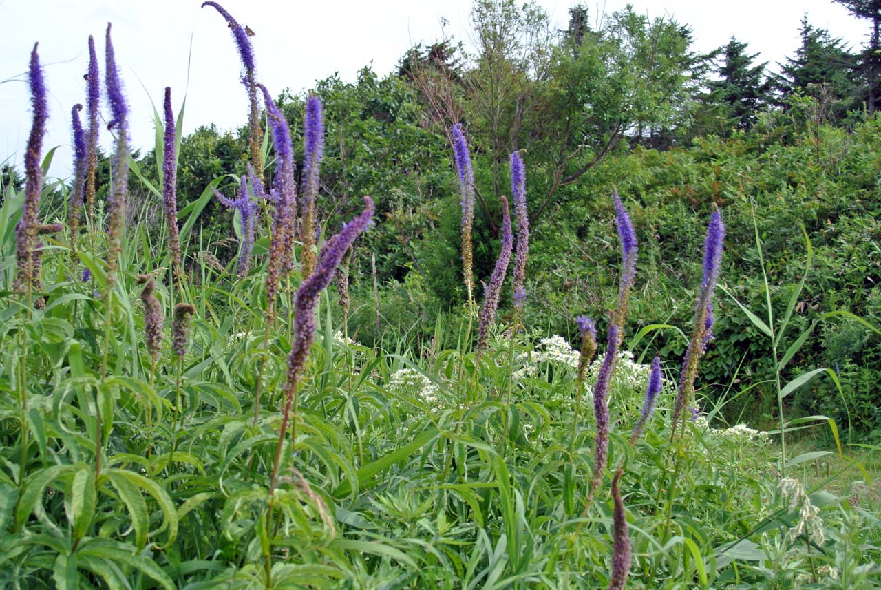 原生花園1