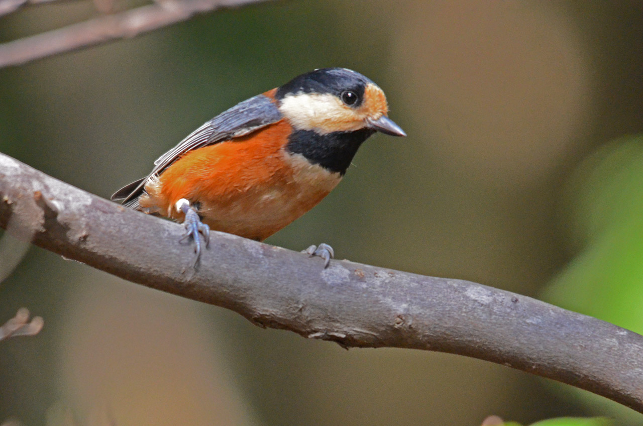 D70_9010.jpg