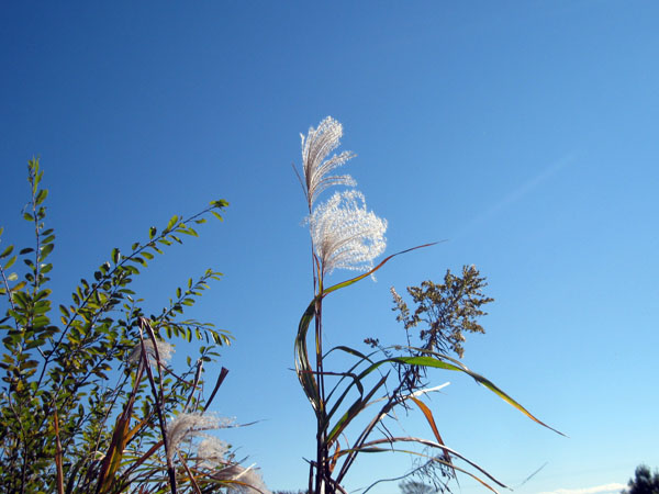 IMG_2742.jpg