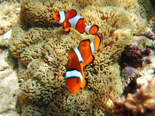120914nukui4.jpg