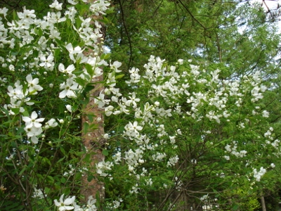 DSC01320 (400x300)