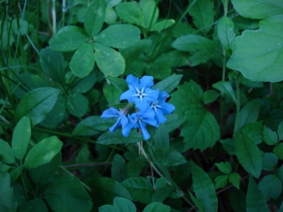 DSC01342 (400x300)