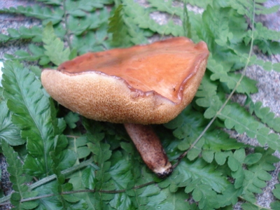 DSC01487 (400x300)