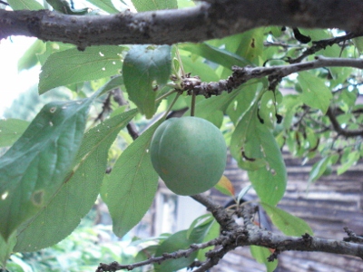 DSC01531 (400x300)