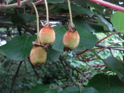 DSC01534 (400x300)