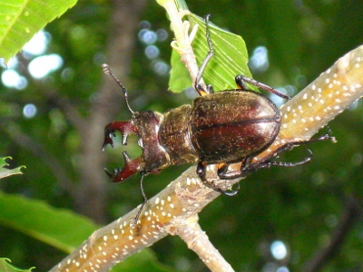 DSC01583 (400x300)