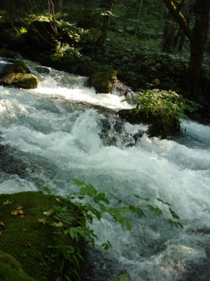 DSC01729 (300x400)