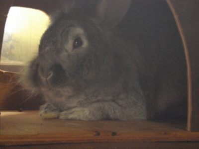 DSC01959 (400x300)