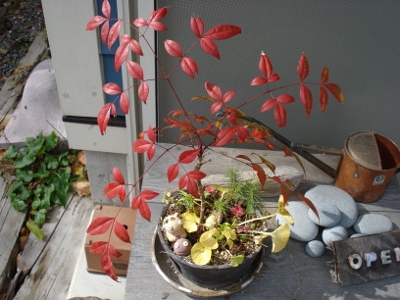 DSC02002 (400x300)
