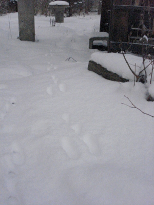 DSC02367 (300x400)