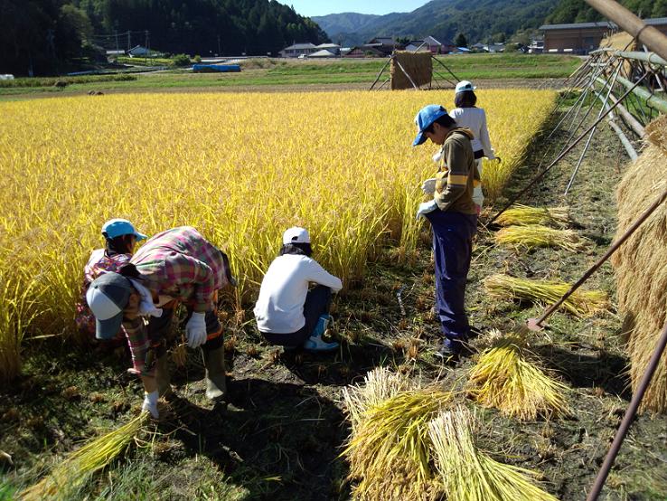 20121008_山留稲刈り-5