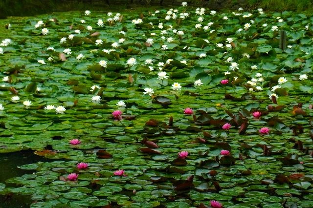 池の睡蓮が見ごろでした♪