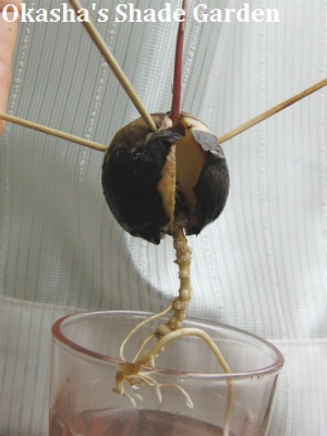 sCIMG3418.jpg