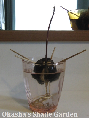 sCIMG3464.jpg