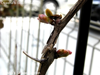 sCIMG3528.jpg