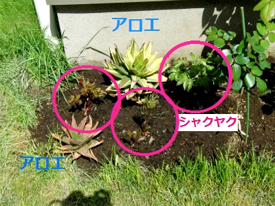 sCIMG3674.jpg