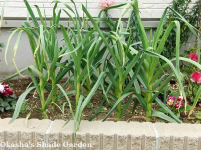 sCIMG3794.jpg