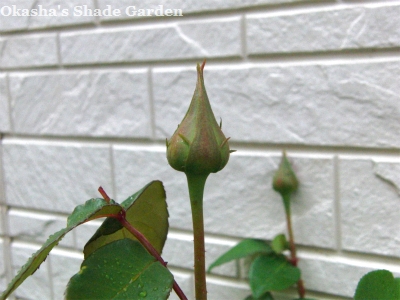 sCIMG3824.jpg