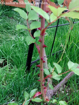 sCIMG3830.jpg
