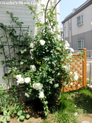 sCIMG4324.jpg