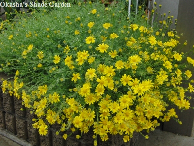 sCIMG4388.jpg