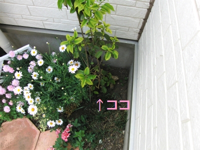 sCIMG4554.jpg