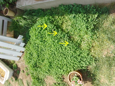 sCIMG4560.jpg