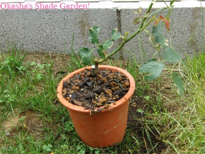 sCIMG4642.jpg