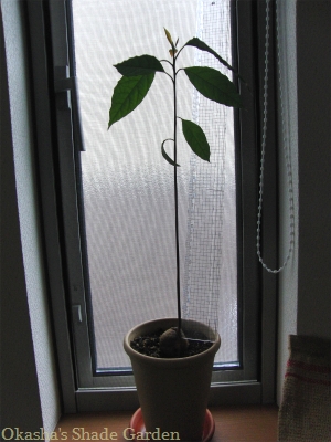 sCIMG4669.jpg