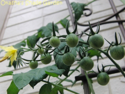 sCIMG4779.jpg