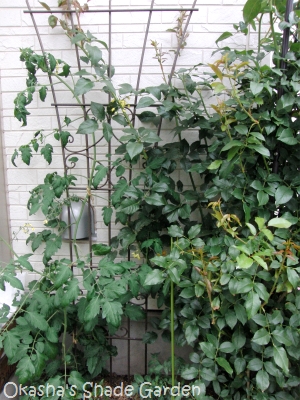 sCIMG4781.jpg