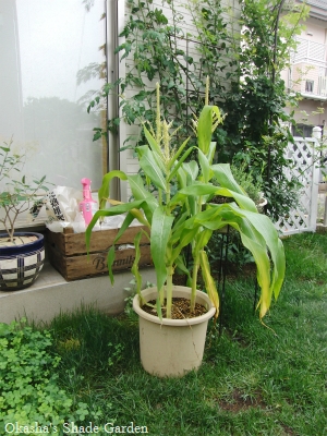 sCIMG5027.jpg
