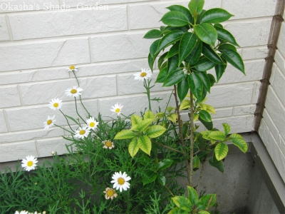 sCIMG5156.jpg